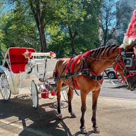 NYC: Official Guided Central Park Horse Carriage Ride