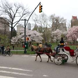 New York City: Jízda koňským povozem přes Central Park