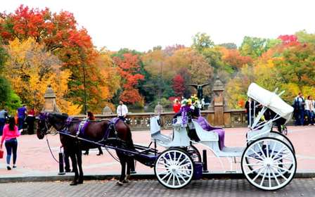 NYC: Central Park Horse-Drawn Carriage Ride (up to 4 Adults)