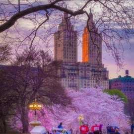 NYC: Amazing Central Park Horse and Carriage Ride with Guide