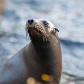 NYC: toegangsbewijs voor de Bronx Zoo