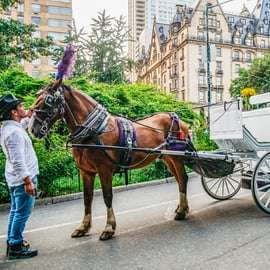 NYC: Guided Central Park Horse Carriage Ride