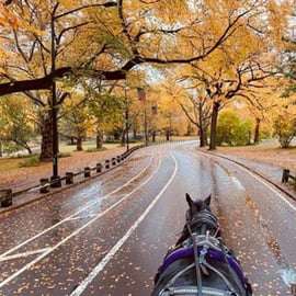 NYC: Paardenkoetsrit in Central Park (tot 4 volwassenen)