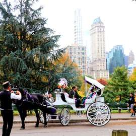 NYC: Paardenkoetsrit in Central Park (tot 4 volwassenen)
