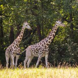 NYC: toegangsbewijs voor de Bronx Zoo