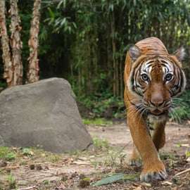NYC: toegangsbewijs voor de Bronx Zoo