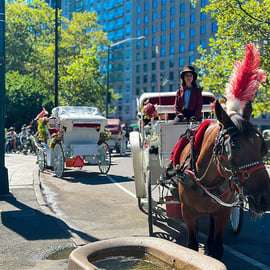 NYC: Official Guided Central Park Horse Carriage Ride
