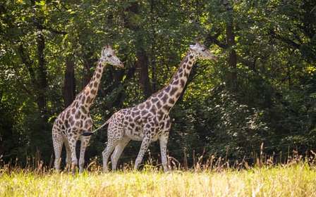 NYC: Bronx Zoo Entry Ticket