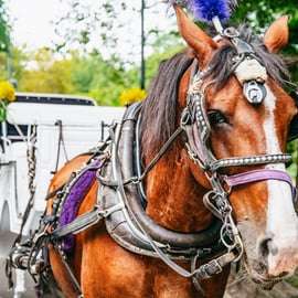 NYC: Guided Central Park Horse Carriage Ride