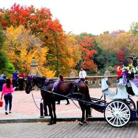 NYC: Paardenkoetsrit in Central Park (tot 4 volwassenen)