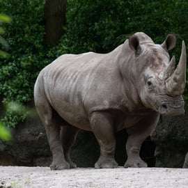 NYC: toegangsbewijs voor de Bronx Zoo