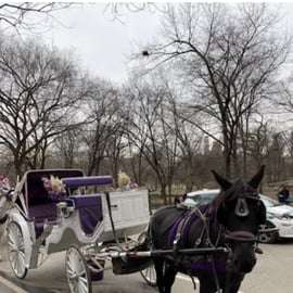 NYC: Amazing Central Park Horse and Carriage Ride with Guide
