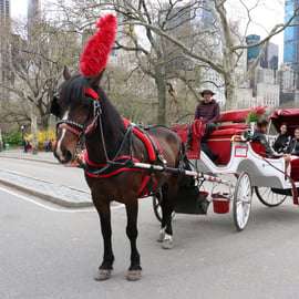 New York City: Jízda koňským povozem přes Central Park