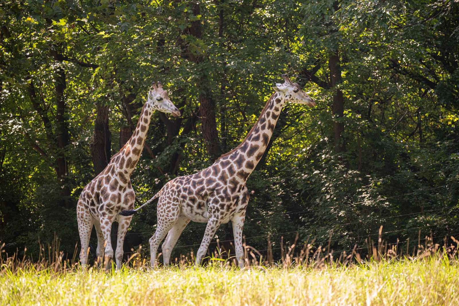NYC: toegangsbewijs voor de Bronx Zoo