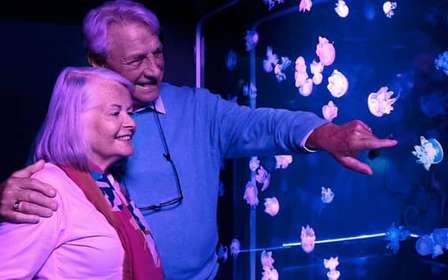 American Dream: SEA LIFE® Aquarium Entry Ticket