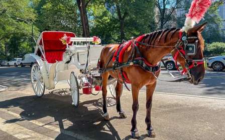 NYC: Official Guided Central Park Horse Carriage Ride