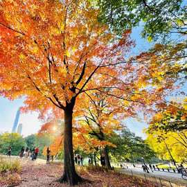NYC: begeleide fietstocht of elektrische fietstocht door Central Park